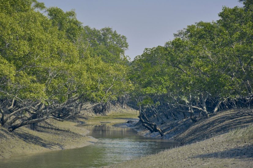 Sundarbans Mangrove Forest, Khulna & Satkhira Districts, Bangladesh